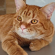 Symba a rejoint le concours — aidez-le/la à gagner de superbes lots ! cat, ginger_cat, tabby, close_up, whiskers, paw, feline, pet, domestic_cat, fur, orange_fur, animal, cute, indoor, relaxed, lying_down, face, ears, eyes, nose