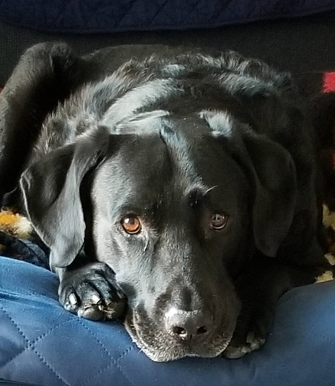 Brooks joined the competition — help win amazing prizes! borador, canidae, carnivore, comfort, companion_dog, dog, dog_breed, ear, electric_blue, eye, fur, gun_dog, liver, snout, sporting_group, whiskers, working_animal