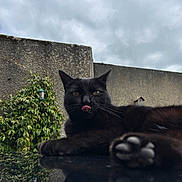 Filou participe au concours pour gagner de l'argent avec cette photo : cat, black_cat, animal, pet, paw, tongue, reflection, outdoor, cloudy_sky, wall, greenery, plant, relaxing, close_up, fur, whiskers, nature, daylight, mammal, cute