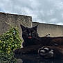 cat, black_cat, animal, pet, paw, tongue, reflection, outdoor, cloudy_sky, wall, greenery, plant, relaxing, close_up, fur, whiskers, nature, daylight, mammal, cute