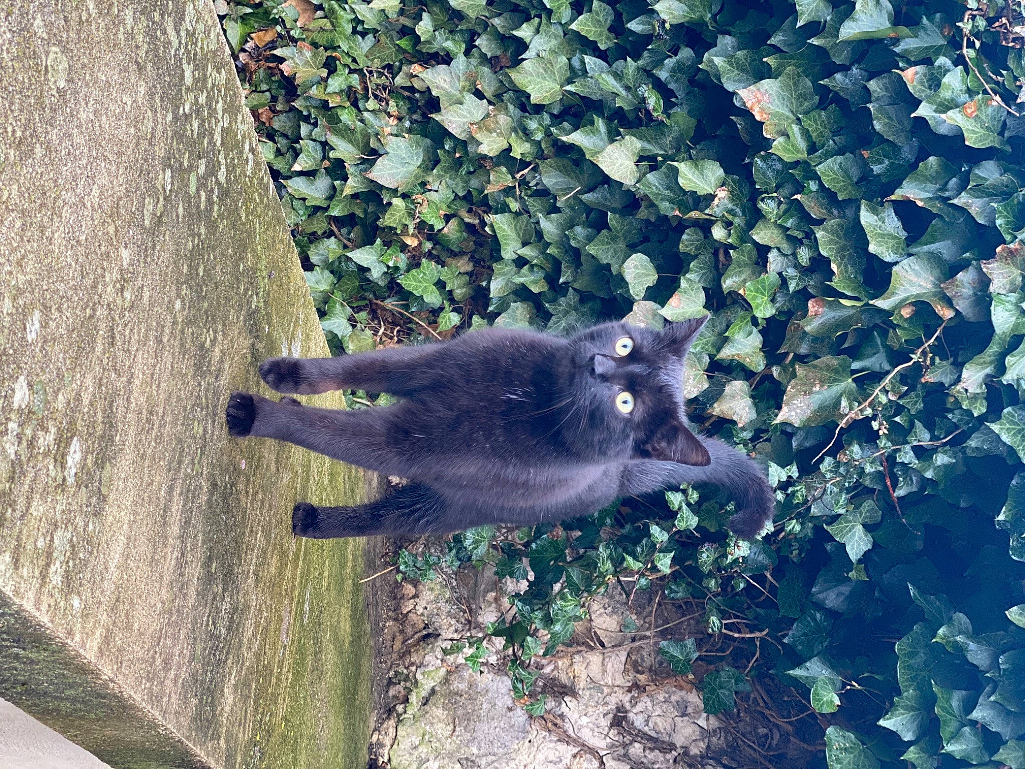 Filou participe au concours pour gagner de l'argent avec cette photo : art, electric_blue, fawn, grass, groundcover, plant, shadow, snout, soil, sporting_group, tail, terrestrial_animal, tree, water, wildlife