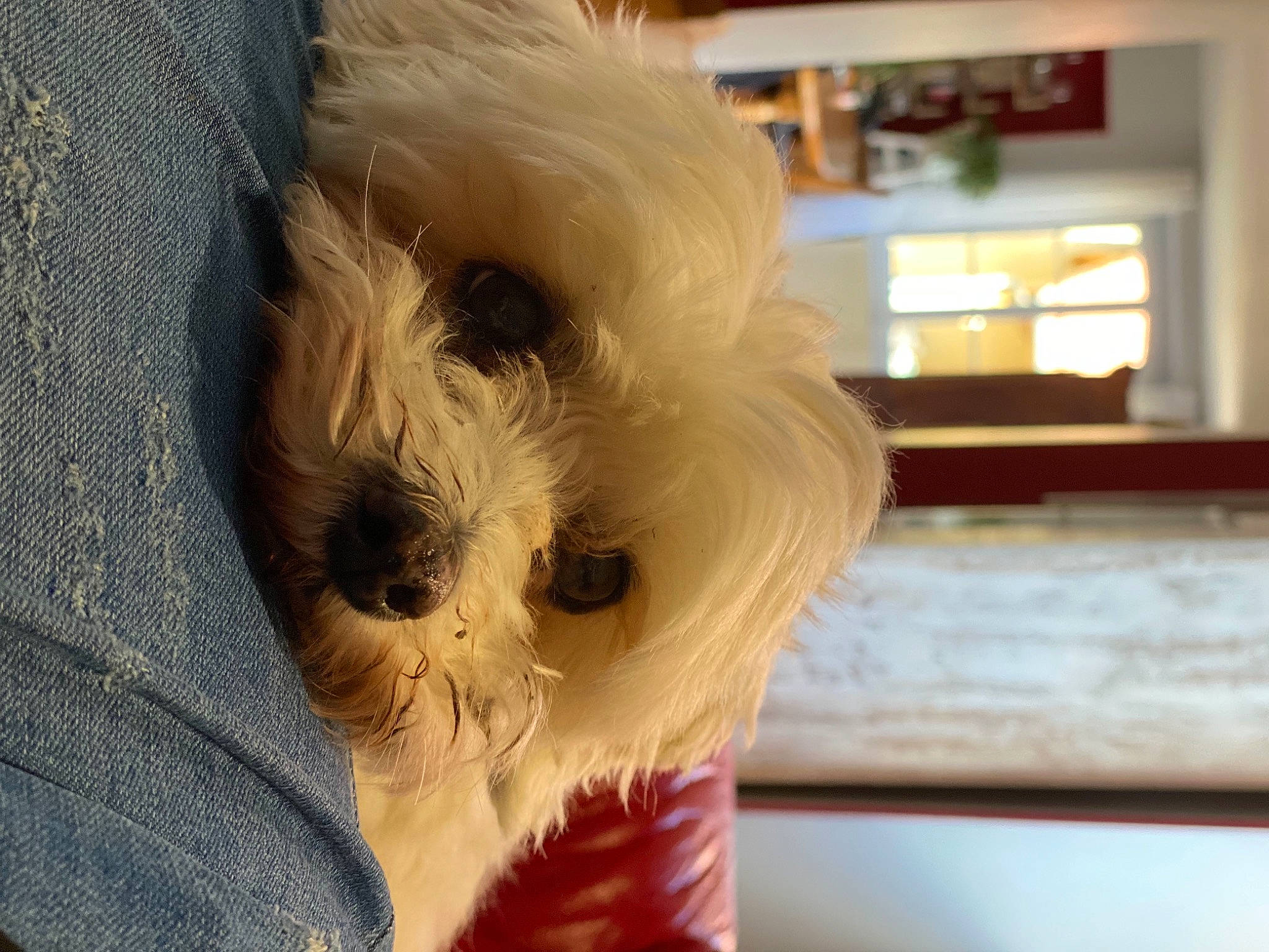 Pomme a rejoint le concours — aidez-le/la à gagner de superbes lots ! canidae, carnivore, comfort, companion_dog, dog, dog_breed, dog_supply, fawn, fur, maltepoo, shih_poo, small_terrier, snout, sporting_group, tail, terrier, toy, toy_dog, wood, working_animal