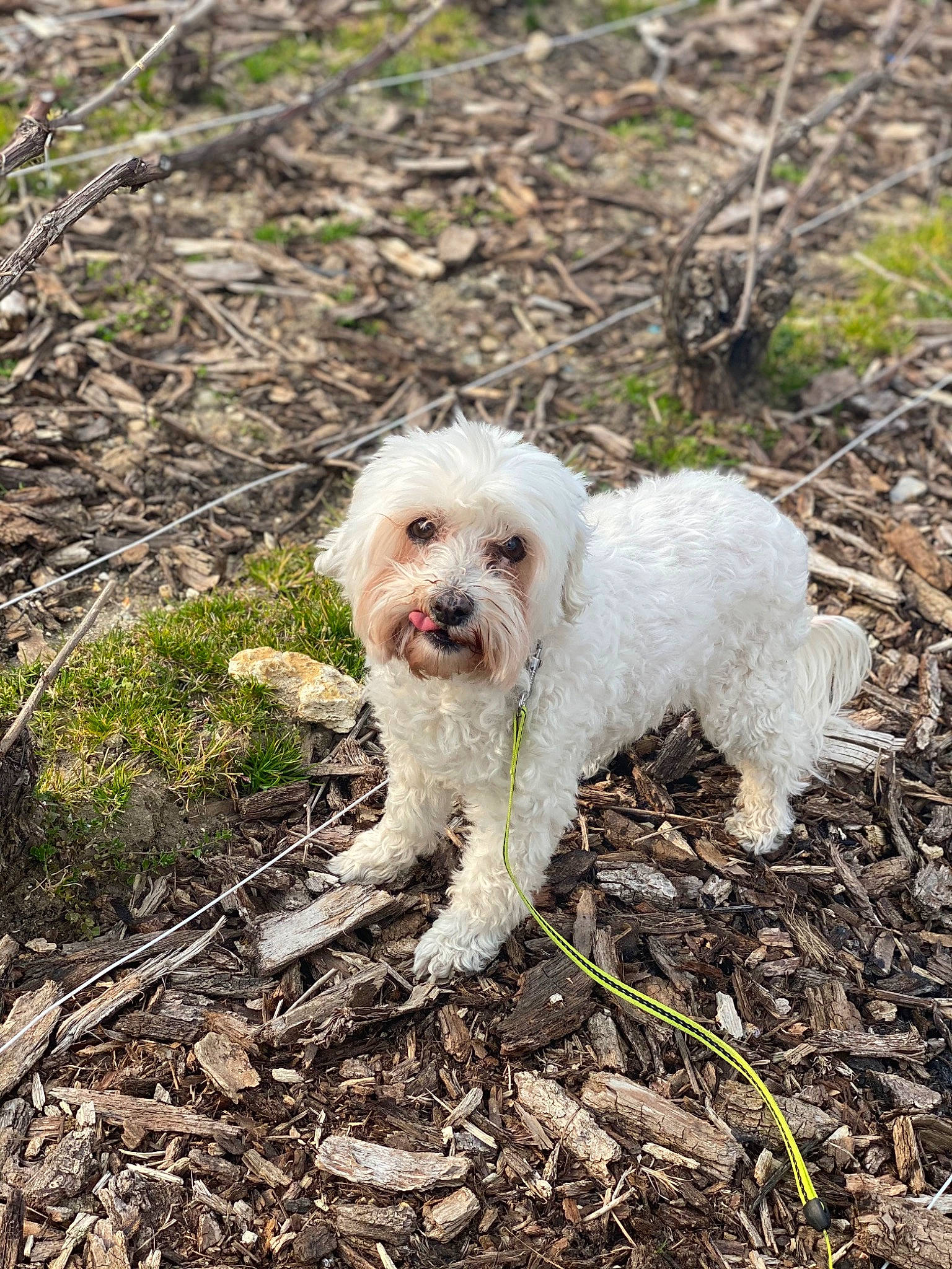 Pomme participe au concours pour gagner de l'argent avec cette photo : canidae, carnivore, companion_dog, dog, dog_breed, goggles, grass, mal_shi, maltepoo, plant, shih_poo, small_terrier, snout, soil, sporting_group, terrier, toy_dog, vertebrate, water_dog, working_animal