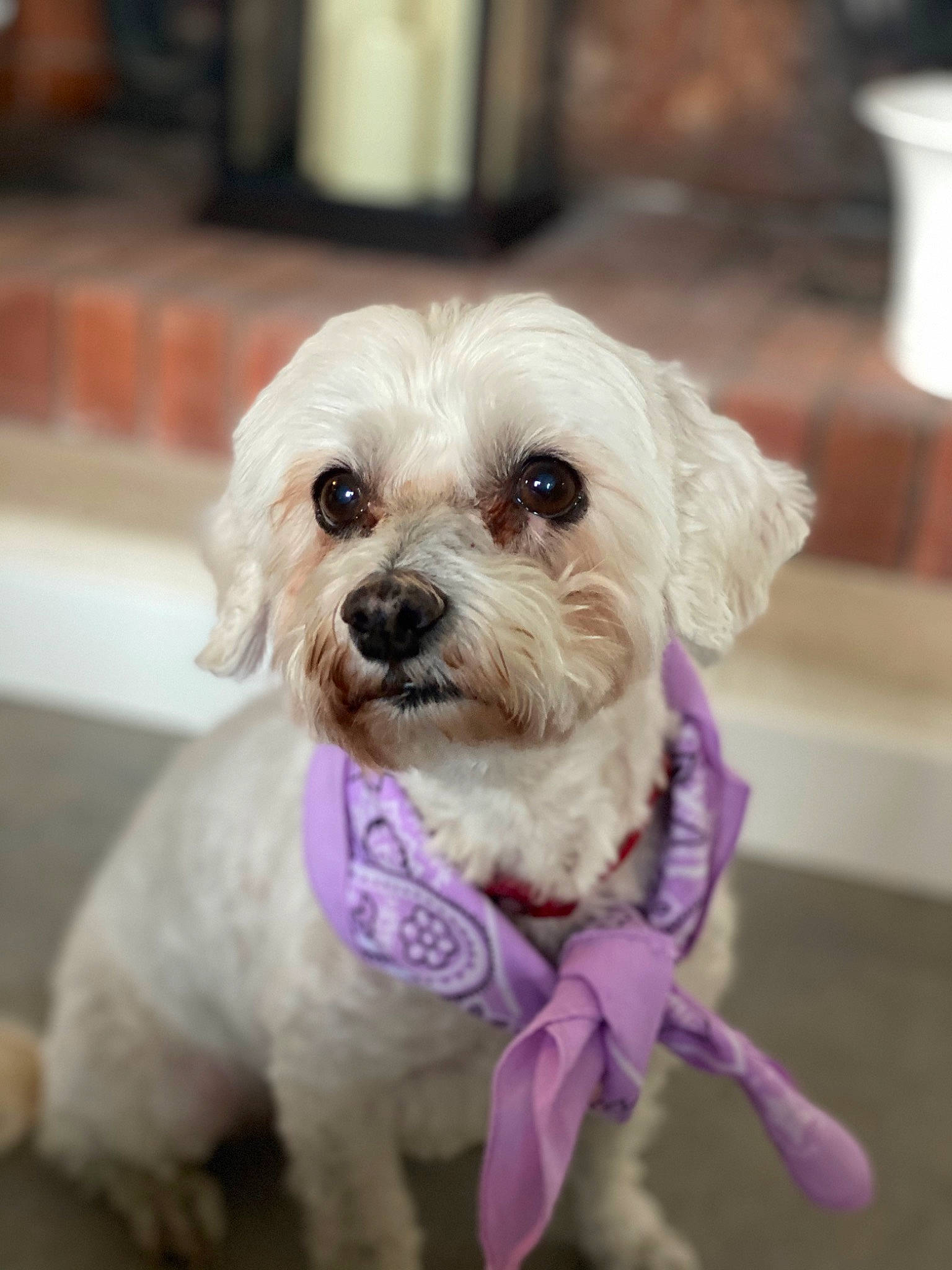 Pomme participe au concours pour gagner de l'argent avec cette photo : carnivore, collar, companion_dog, dog, dog_breed, dog_clothes, dog_collar, dog_supply, fawn, fur, labradoodle, leash, poodle_crossbreed, puppy_love, small_terrier, sporting_group, terrier, toy_dog, water_dog, working_animal