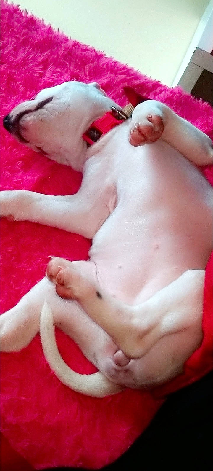 Perle a rejoint le concours — aidez-le/la à gagner de superbes lots ! american_bulldog, bull_terrier, canidae, dog, dog_breed, dogo_argentino, domestic_pig, fawn, mouth, non_sporting_group, pink, puppy_love, tail