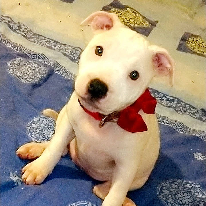 Perle participe au concours pour gagner de l'argent avec cette photo : american_pit_bull_terrier, american_staffordshire_terrier, bull_and_terrier, canidae, carnivore, companion_dog, dog, dog_breed, dogo_argentino, dogo_guatemalteco, mammal, non_sporting_group, nose, old_english_terrier, pit_bull, puppy, puppy_love, rare_breed_dog, snout, vertebrate