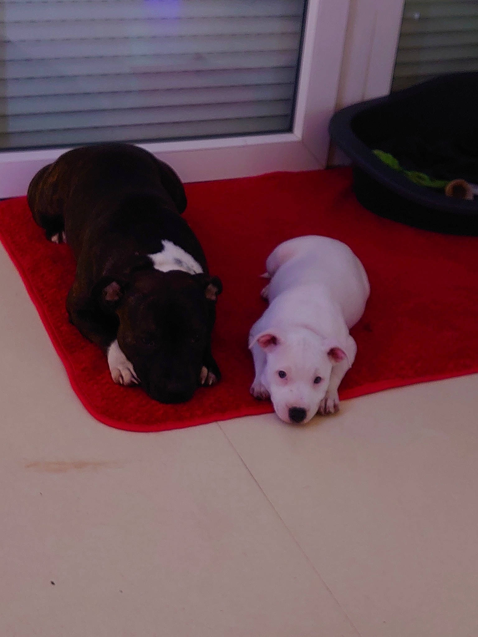 Perle participe au concours pour gagner de l'argent avec cette photo : american_bulldog, american_pit_bull_terrier, american_staffordshire_terrier, bulldog, canidae, carnivore, companion_dog, dog, dog_breed, dogo_argentino, french_bulldog, mammal, non_sporting_group, old_english_bulldog, olde_english_bulldogge, pit_bull, puppy, staffordshire_bull_terrier, valley_bulldog