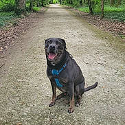 Pumba participe au concours pour gagner de l'argent avec cette photo : animal, black, brown, canine, daylight, dog, forest, ground, happy, harness, leaves, nature, outdoor, path, pet, sitting, smiling, tongue_out, trees, woods