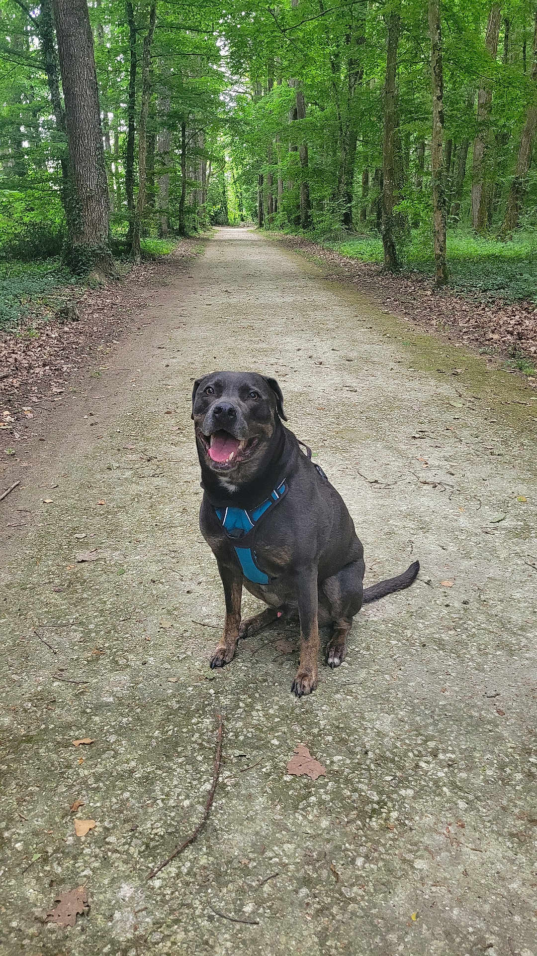 Pumba