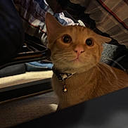 Pumpkin is registered to the contest to win money with this photo: animal, bed, bell, blanket, brown_fur, cat, closeup, collar, cozy, curious, ears, feline, indoors, kitten, nose, orange_cat, pet, portrait, whiskers, wide_eyes