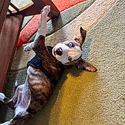 Atlas joined the competition — help win amazing prizes! animal, black_harness, blue_eyes, brown, carpet, curious, cute, dog, domestic, floor, indoor, lying_down, pet, playful, portrait, puppy, raised_paw, white, wooden_table, young_dog