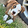 animal, blue_eyes, brindle, car_tire, close_up, curious, cute, dog, grass, laying_down, mammal, nature, outdoor, pet, playful, portrait, puppy, tongue_out, white_paws, young