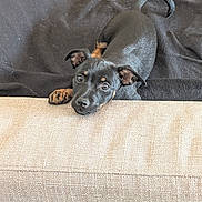 Baloo a rejoint le concours — aidez-le/la à gagner de superbes lots ! puppy, dog, black_dog, tan_markings, couch, blanket, indoor, pet, resting, curious, cute, small_dog, ears, head, paw, fur, animal, companion, young_dog, cozy