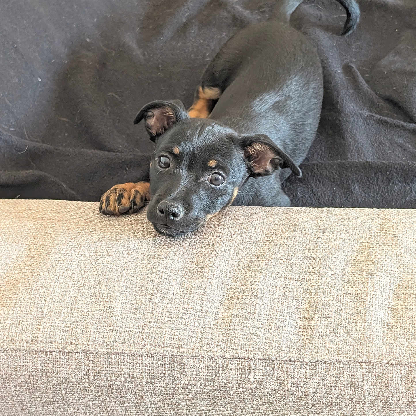 Baloo