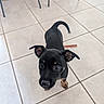 puppy, dog, black_dog, tan_markings, curious, tile_floor, indoor, pet, animal, young_dog, ears_up, looking_up, small_dog, cute, adorable, companion, four_legs, whiskers, tail, floor_tiles