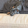 puppy, dog, black, tan, cute, pet, animal, blanket, couch, furniture, tail, ears, paw, lying, indoors, curious, young, looking, resting, cozy