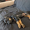 puppy, dog, sleeping, black, tan, blanket, couch, indoor, pet, cozy, relaxed, fur, paw, animal, resting, home, furniture, cute, canine, laying_down