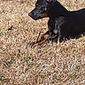 dog, puppy, black_dog, tan_markings, grass, dry_grass, outdoor, sunlight, animal, pet, canine, nature, playful, stick, laying_down, side_view, young_dog, alert, ears_up, daytime