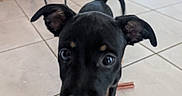 Baloo a rejoint le concours — aidez-le/la à gagner de superbes lots ! puppy, dog, black_dog, ears, floor, tile_floor, indoor, chair, wood_wall, tail, pet, animal, cute, closeup, curious, young_dog, snout, whiskers, four_legs, playful
