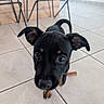 puppy, dog, black_dog, ears, floor, tile_floor, indoor, chair, wood_wall, tail, pet, animal, cute, closeup, curious, young_dog, snout, whiskers, four_legs, playful