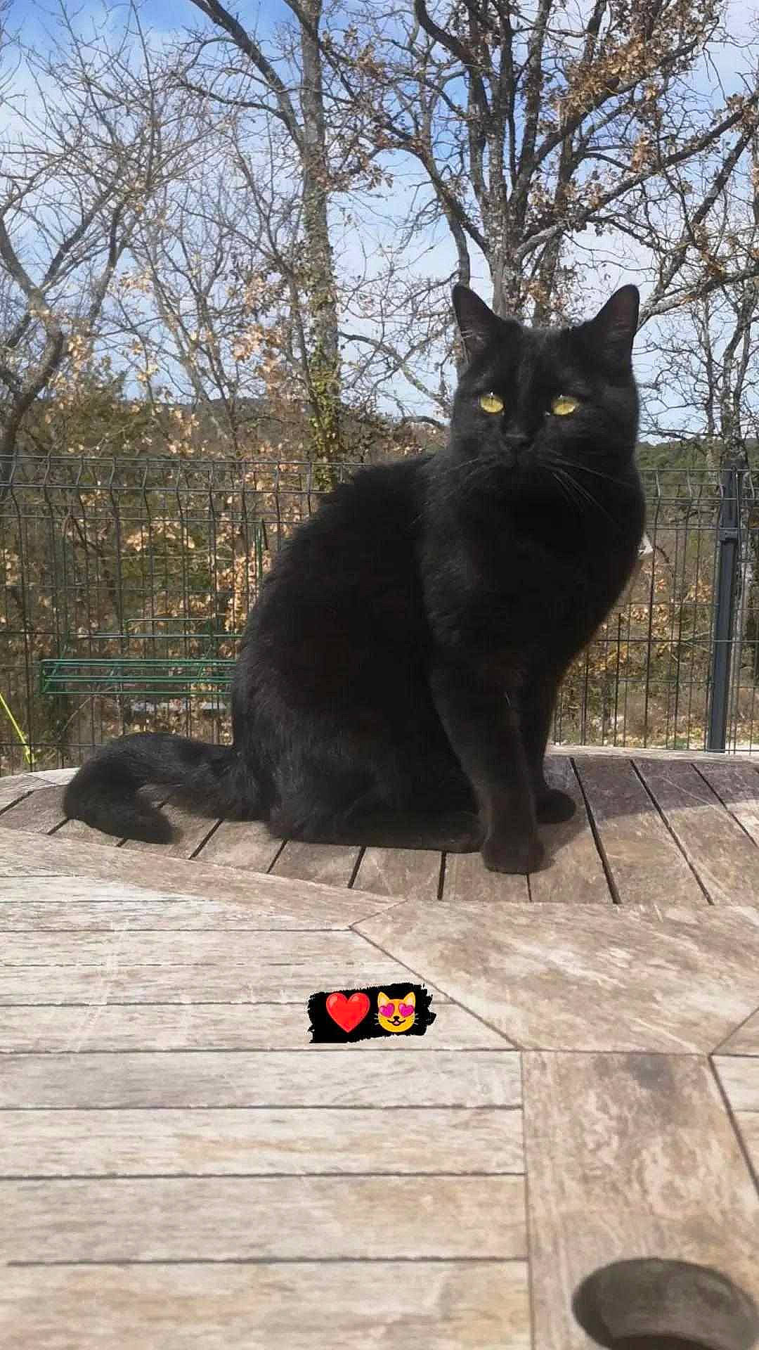 Ivar participe au concours pour gagner de l'argent avec cette photo : black_cat, bombay, carnivore, cat, domestic_short_haired_cat, felidae, fur, grass, plant, road_surface, shadow, sky, small_to_medium_sized_cats, snout, tail, tints_and_shades, tree, trunk, whiskers, wood