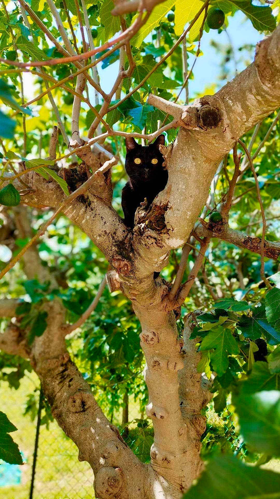 Ivar participe au concours pour gagner de l'argent avec cette photo : bombay, branch, carnivore, cat, felidae, marsupial, plant_stem, sky, small_to_medium_sized_cats, terrestrial_animal, tree, trunk, twig, whiskers, wildlife, wood, woody_plant
