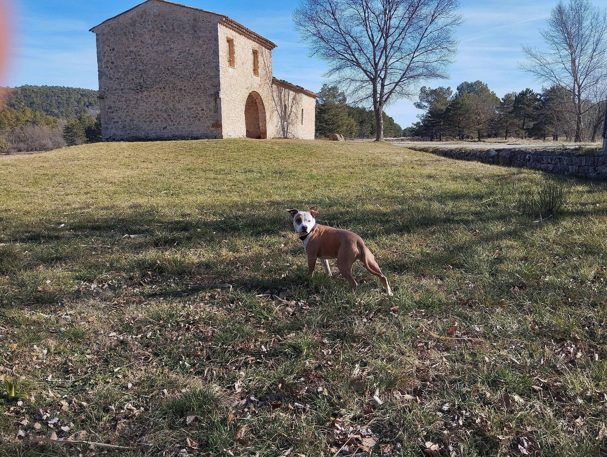Lagertha a rejoint le concours — aidez-le/la à gagner de superbes lots ! building, carnivore, cloud, dog, dog_breed, fawn, grass, grass_family, grassland, groundcover, land_lot, landscape, meadow, natural_landscape, plain, plant, rural_area, sky, tree, working_animal