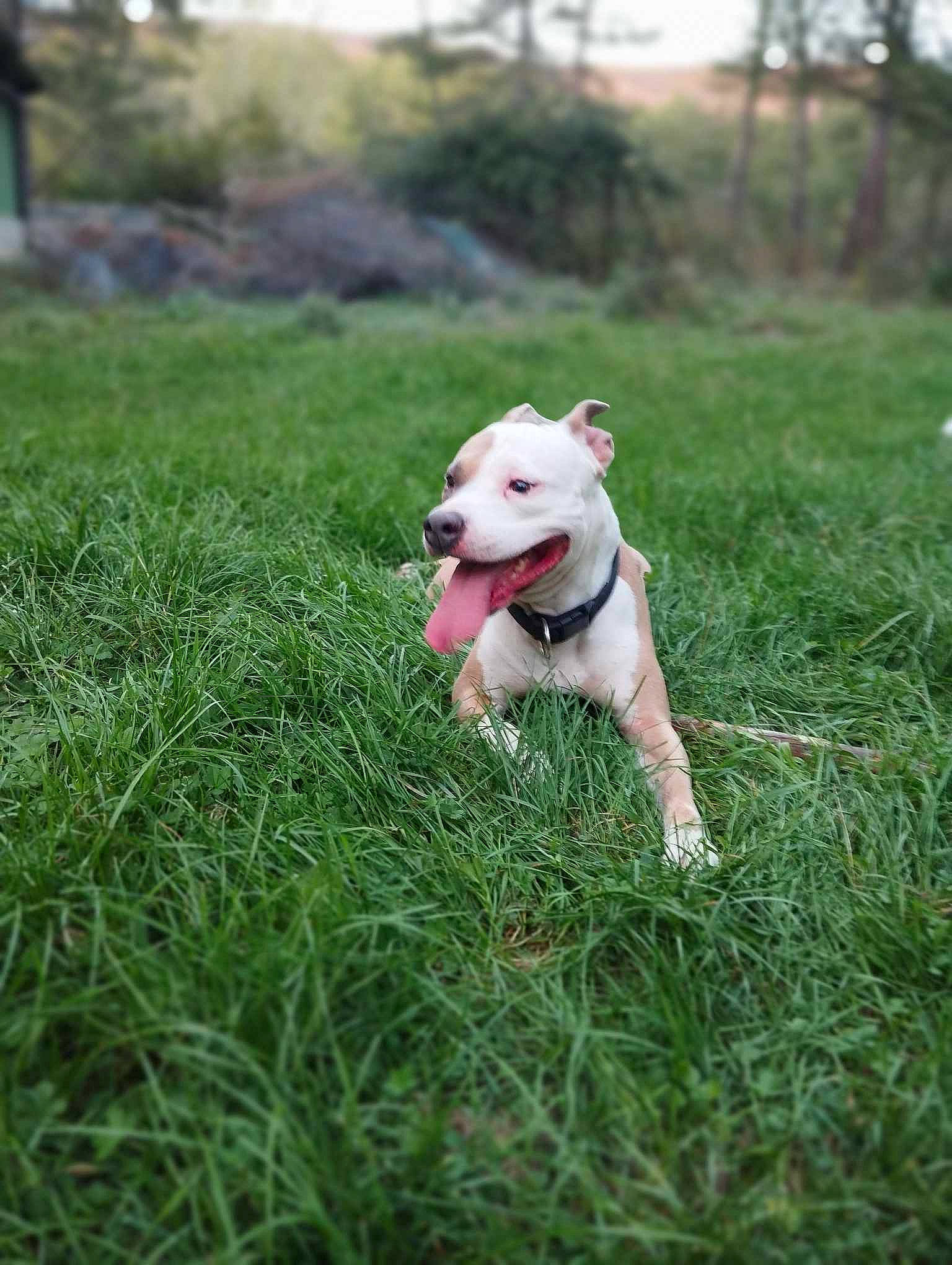 Lagertha a rejoint le concours — aidez-le/la à gagner de superbes lots ! carnivore, collar, companion_dog, dog, dog_breed, dog_clothes, dog_collar, fawn, grass, grassland, lawn, plant, snout, tail, terrestrial_animal, toy, toy_dog, tree, whiskers, working_animal