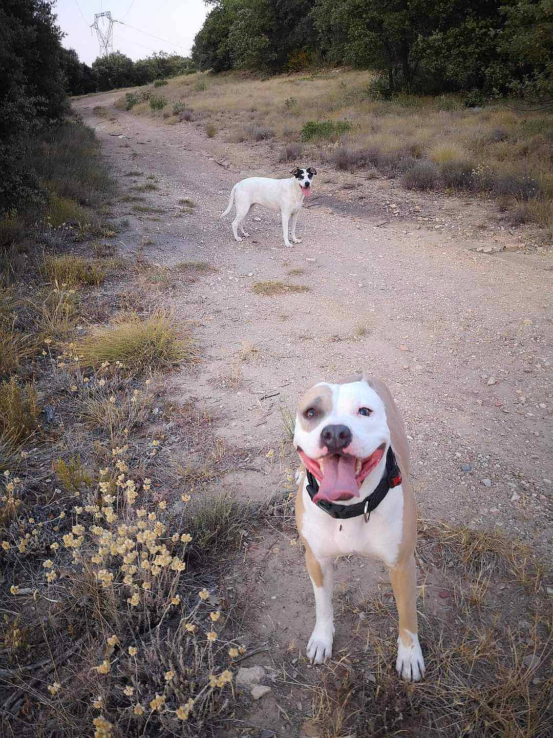 Lagertha participe au concours pour gagner de l'argent avec cette photo : adventure, canidae, carnivore, collar, companion_dog, dog, dog_breed, dog_collar, fawn, grass, mammal, pet_supply, plant, sky, snout, soil, sporting_group, tail, tree, working_animal