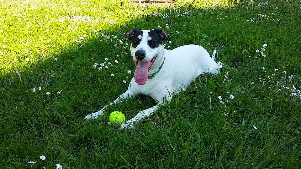 Shiva a rejoint le concours — aidez-le/la à gagner de superbes lots ! ball, canidae, carnivore, collar, companion_dog, dog, dog_breed, dog_collar, dog_supply, grass, grass_family, grassland, groundcover, kong, lawn, plant, snout, sporting_group, tail, working_dog