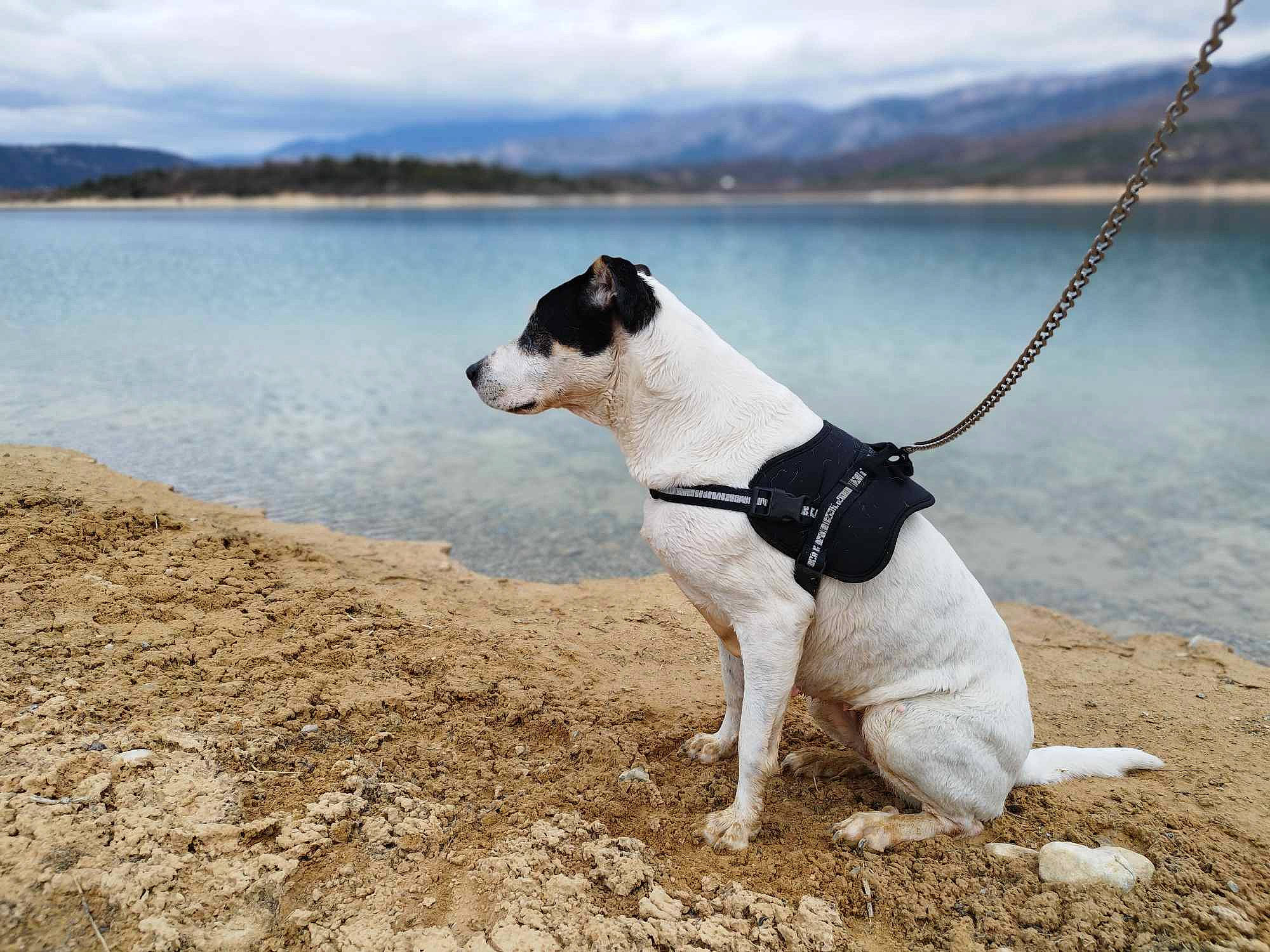 Shiva participe au concours pour gagner de l'argent avec cette photo : body_of_water, carnivore, cloud, collar, companion_dog, dog, dog_breed, dog_collar, eyewear, fashion_accessory, lake, landscape, leash, pet_supply, plant, sky, sporting_group, tail, terrier, water