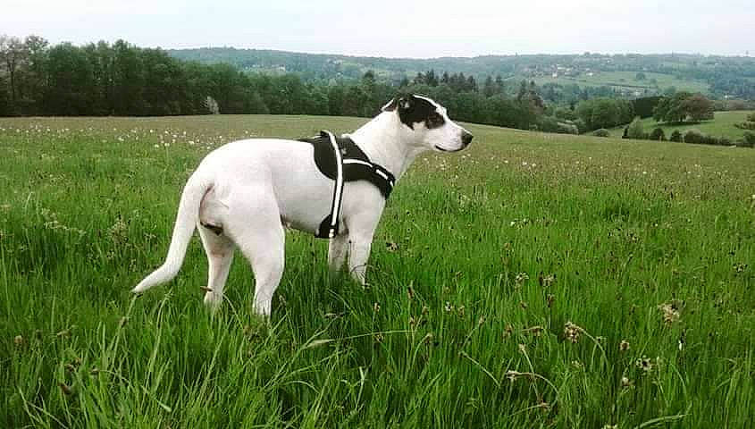 Shiva participe au concours pour gagner de l'argent avec cette photo : canidae, carnivore, collar, companion_dog, dog, dog_breed, dog_collar, grass, grassland, great_dane, hunting_dog, non_sporting_group, pasture, plant, sky, sporting_group, tail, tree, working_animal, working_dog