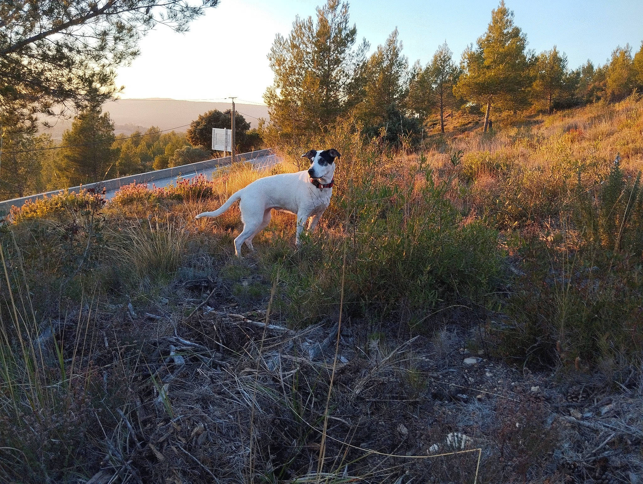 Shiva participe au concours pour gagner de l'argent avec cette photo : canidae, carnivore, dog, dog_breed, fawn, forest, grass, grass_family, grassland, hill, landscape, meadow, natural_landscape, plant, prairie, sky, soil, sporting_group, tail, tree