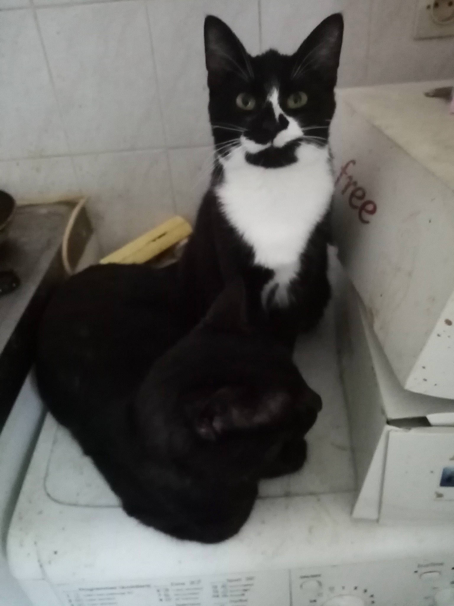 Shadow participe au concours pour gagner de l'argent avec cette photo : black_cat, box, carnivore, cat, claw, comfort, domestic_short_haired_cat, eye, felidae, formal_wear, fur, hair, head, human_body, paw, sitting, small_to_medium_sized_cats, snout, tail, whiskers