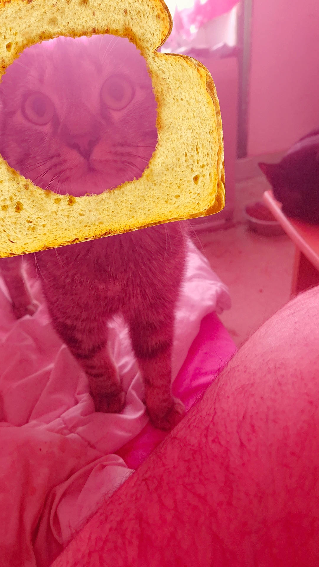 Gribouille a rejoint le concours — aidez-le/la à gagner de superbes lots ! cap, costume_hat, fawn, felidae, hat, headgear, linens, magenta, outerwear, pink, red, small_to_medium_sized_cats, stuffed_toy, tail, teddy_bear, textile, tints_and_shades, toy, wool, woolen