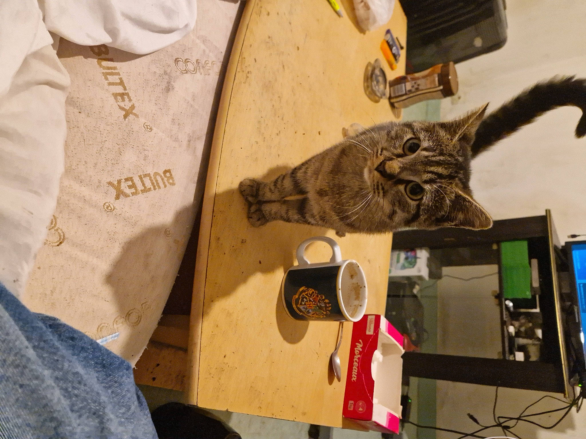 Gribouille a rejoint le concours — aidez-le/la à gagner de superbes lots ! art, bag, domestic_short_haired_cat, dress_shirt, eyewear, fashion_accessory, felidae, fur, hat, headgear, helmet, personal_computer, personal_protective_equipment, room, sleeve, small_to_medium_sized_cats, t_shirt, uniform, visual_arts, whiskers