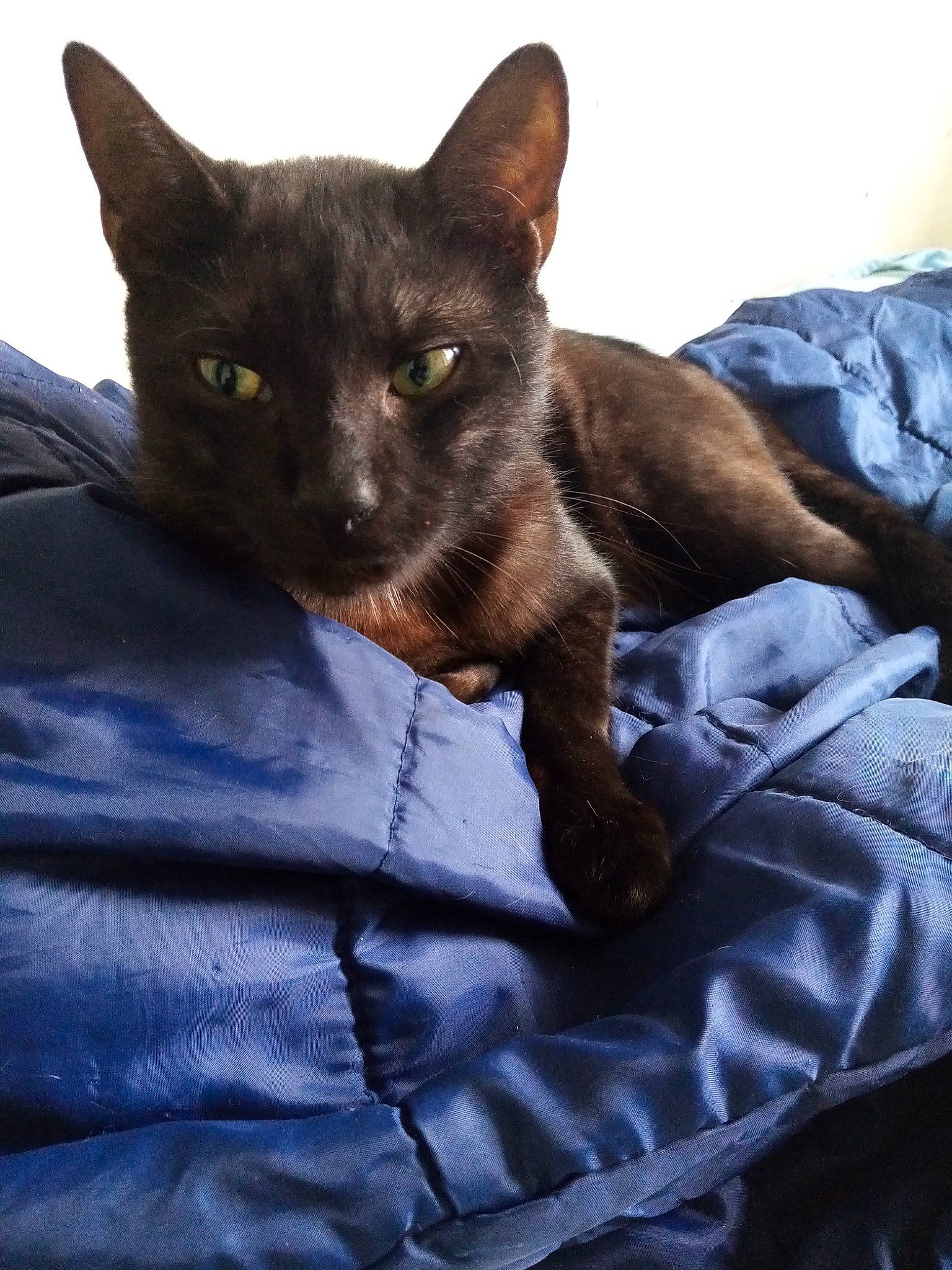 Sangha participe au concours pour gagner de l'argent avec cette photo : black_cat, bombay, carnivore, cat, comfort, dog_breed, domestic_short_haired_cat, ear, electric_blue, fawn, felidae, fur, grey, havana_brown, linens, liver, small_to_medium_sized_cats, snout, terrestrial_animal, whiskers