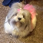 China is registered to the contest to win money with this photo: dog, small_dog, fluffy, pink_tutu, hair_accessory, carpet, indoor, footwear, slippers, pet, cute, animal, fur, looking_up, sitting, domestic, companion, adorable, toy_dog, playful