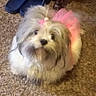 dog, small_dog, fluffy, pink_tutu, hair_accessory, carpet, indoor, footwear, slippers, pet, cute, animal, fur, looking_up, sitting, domestic, companion, adorable, toy_dog, playful