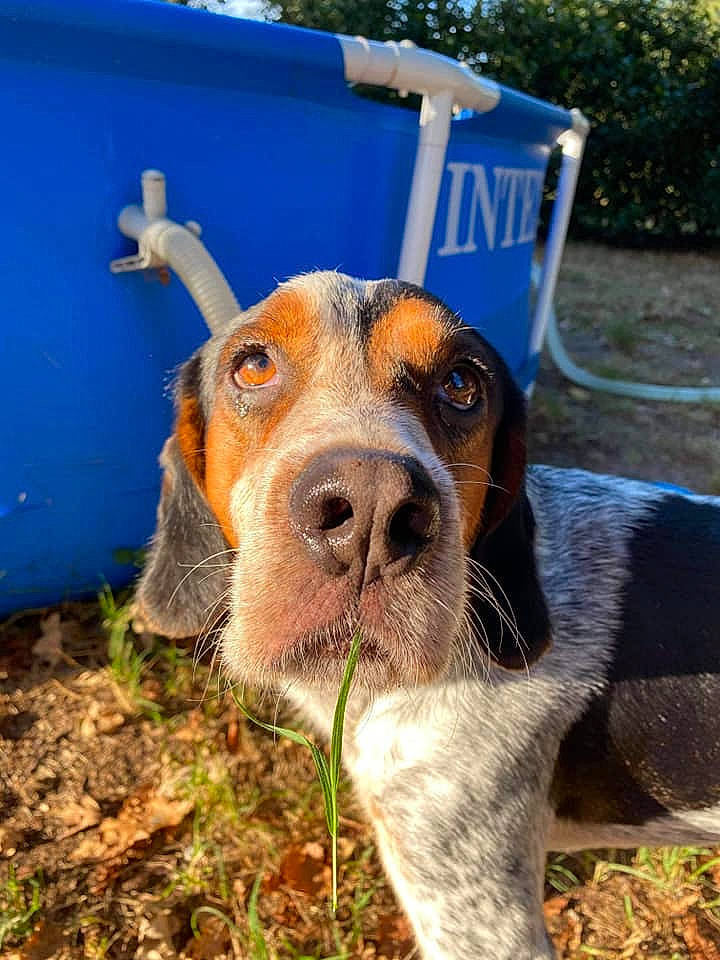 Merlin a rejoint le concours — aidez-le/la à gagner de superbes lots ! canidae, carnivore, collar, companion_dog, dog, dog_breed, dog_supply, grass_family, hound, hunting_dog, liver, pet_supply, scent_hound, snout, soil, sporting_group, terrestrial_animal, vertebrate, whiskers, working_animal