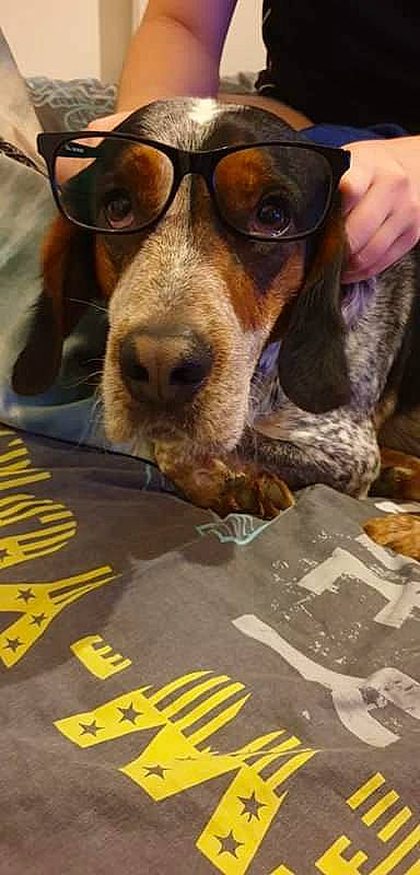 Merlin a rejoint le concours — aidez-le/la à gagner de superbes lots ! canidae, carnivore, companion_dog, coonhound, dog, dog_breed, hound, hunting_dog, liver, paw, scent_hound, snout, sporting_group, tongue, vertebrate, whiskers, working_animal, working_dog