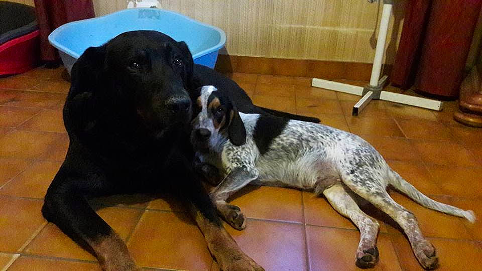 Merlin participe au concours pour gagner de l'argent avec cette photo : borador, canidae, carnivore, collar, companion_dog, dog, dog_breed, floor, flooring, fur, gun_dog, hound, mammal, paw, snout, sporting_group, tail, vertebrate, working_animal, working_dog