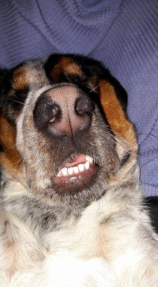 Merlin a rejoint le concours — aidez-le/la à gagner de superbes lots ! beige, brown, canidae, carnivore, close_up, companion_dog, dog, dog_breed, fawn, fur, iris, liver, natural_material, snout, sporting_group, terrestrial_animal, tongue, vertebrate, whiskers, working_animal