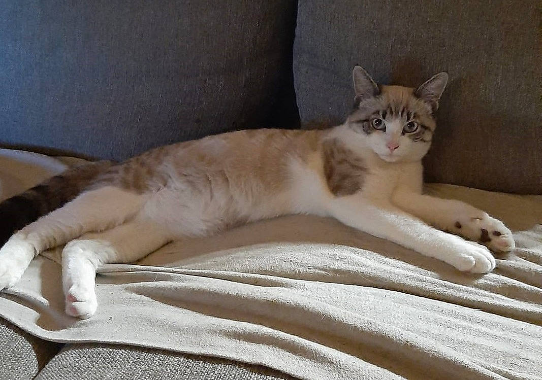 Tigrou participe au concours pour gagner de l'argent avec cette photo : bed, bed_sheet, bedding, carnivore, cat, claw, comfort, couch, domestic_short_haired_cat, fawn, felidae, fur, linens, nap, paw, small_to_medium_sized_cats, tail, terrestrial_animal, whiskers, wood