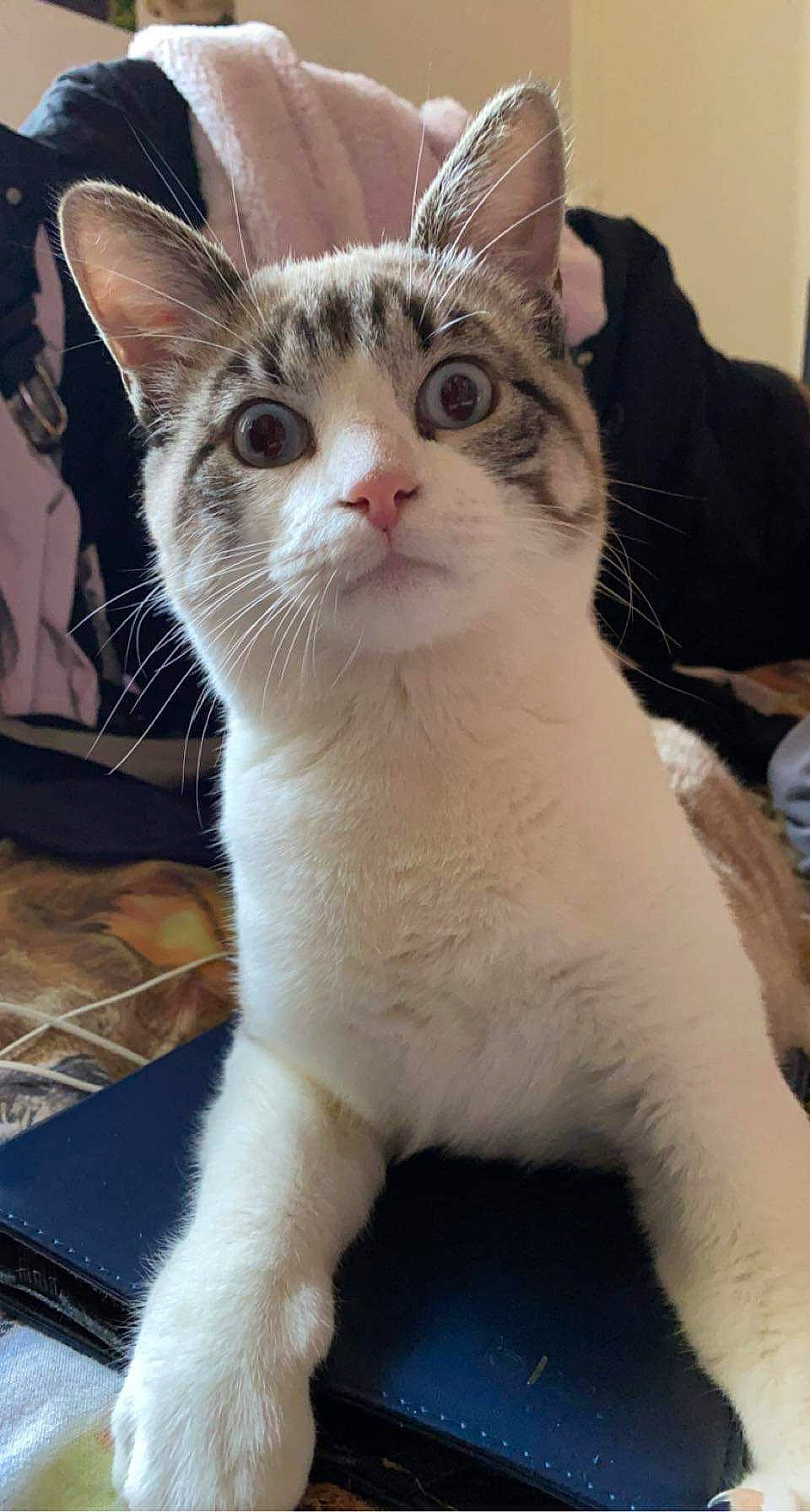 Tigrou participe au concours pour gagner de l'argent avec cette photo : carnivore, cat, domestic_short_haired_cat, fawn, felidae, fur, paw, small_to_medium_sized_cats, snout, tail, whiskers, window