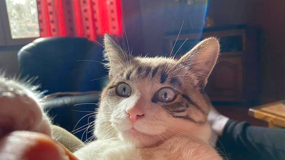 Tigrou a rejoint le concours — aidez-le/la à gagner de superbes lots ! carnivore, cat, claw, domestic_short_haired_cat, ear, fawn, felidae, fur, gesture, paw, selfie, small_to_medium_sized_cats, snout, whiskers, window