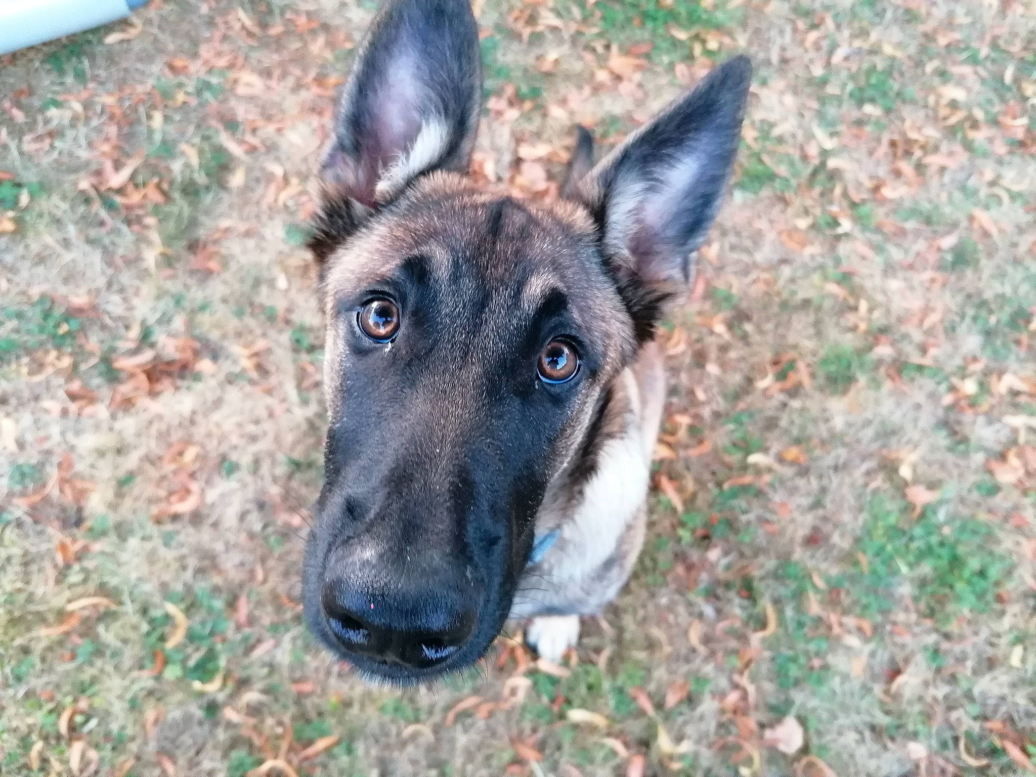 Maya participe au concours pour gagner de l'argent avec cette photo : belgian_shepherd, belgian_shepherd_malinois, canidae, carnivore, dog, dog_breed, fawn, formosan_mountain_dog, german_shepherd_dog, grass, mammal, rare_breed_dog, snout, vertebrate