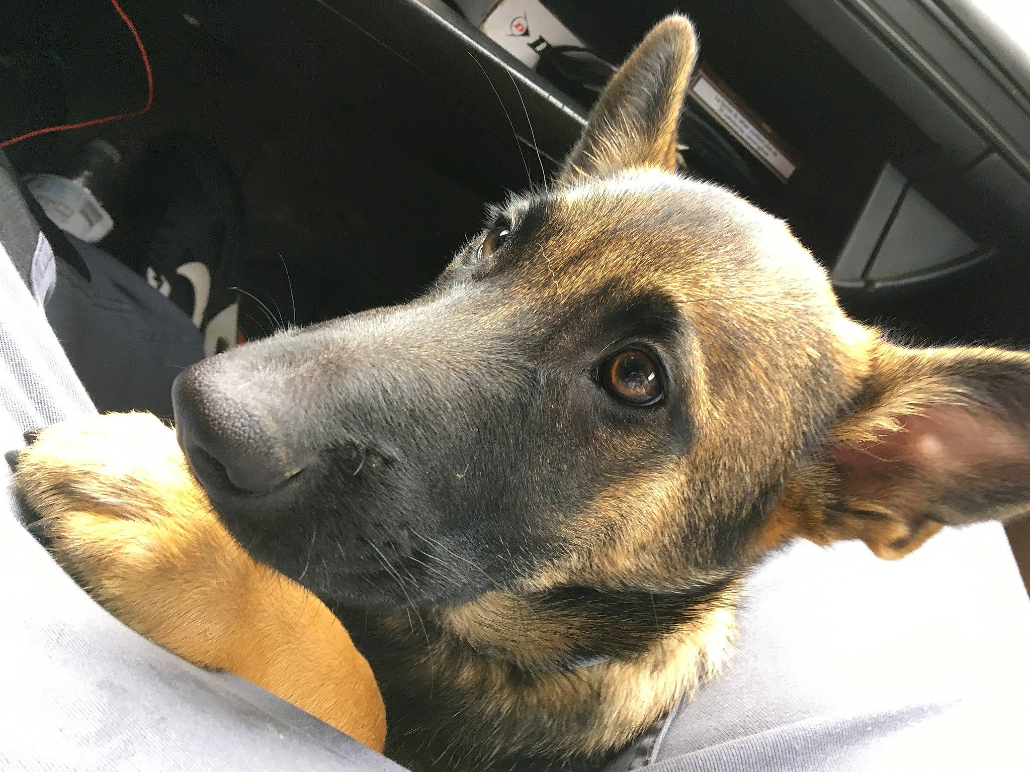 Maya participe au concours pour gagner de l'argent avec cette photo : belgian_shepherd, belgian_shepherd_malinois, canidae, carnivore, dog, dog_breed, dutch_shepherd_dog, ear, eye, formosan_mountain_dog, german_shepherd_dog, head, king_shepherd, mammal, nose, rare_breed_dog, snout, vertebrate, whiskers, working_dog