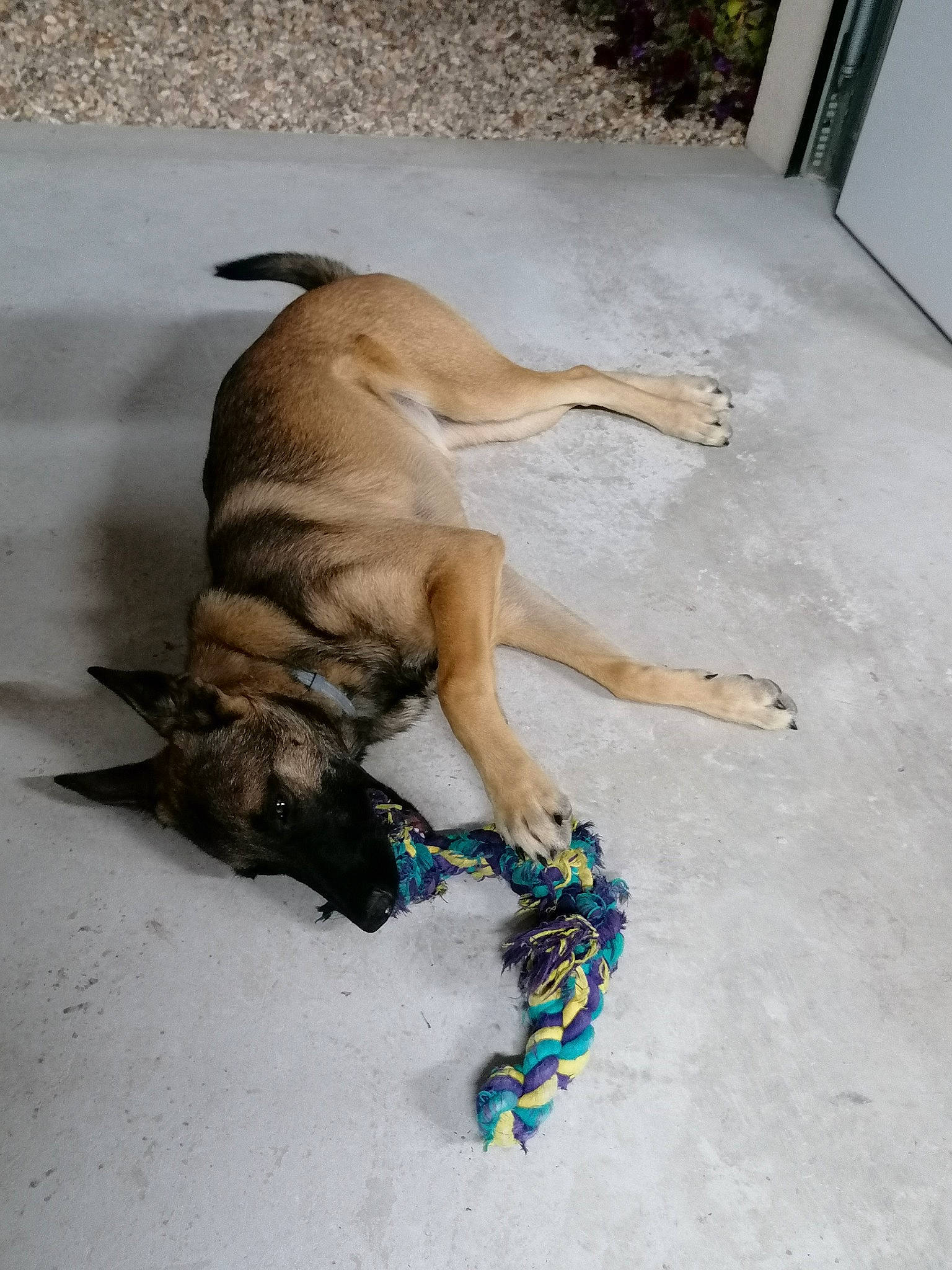 Maya a rejoint le concours — aidez-le/la à gagner de superbes lots ! black_mouth_cur, boerboel, bullmastiff, canidae, carnivore, dog, dog_breed, fawn