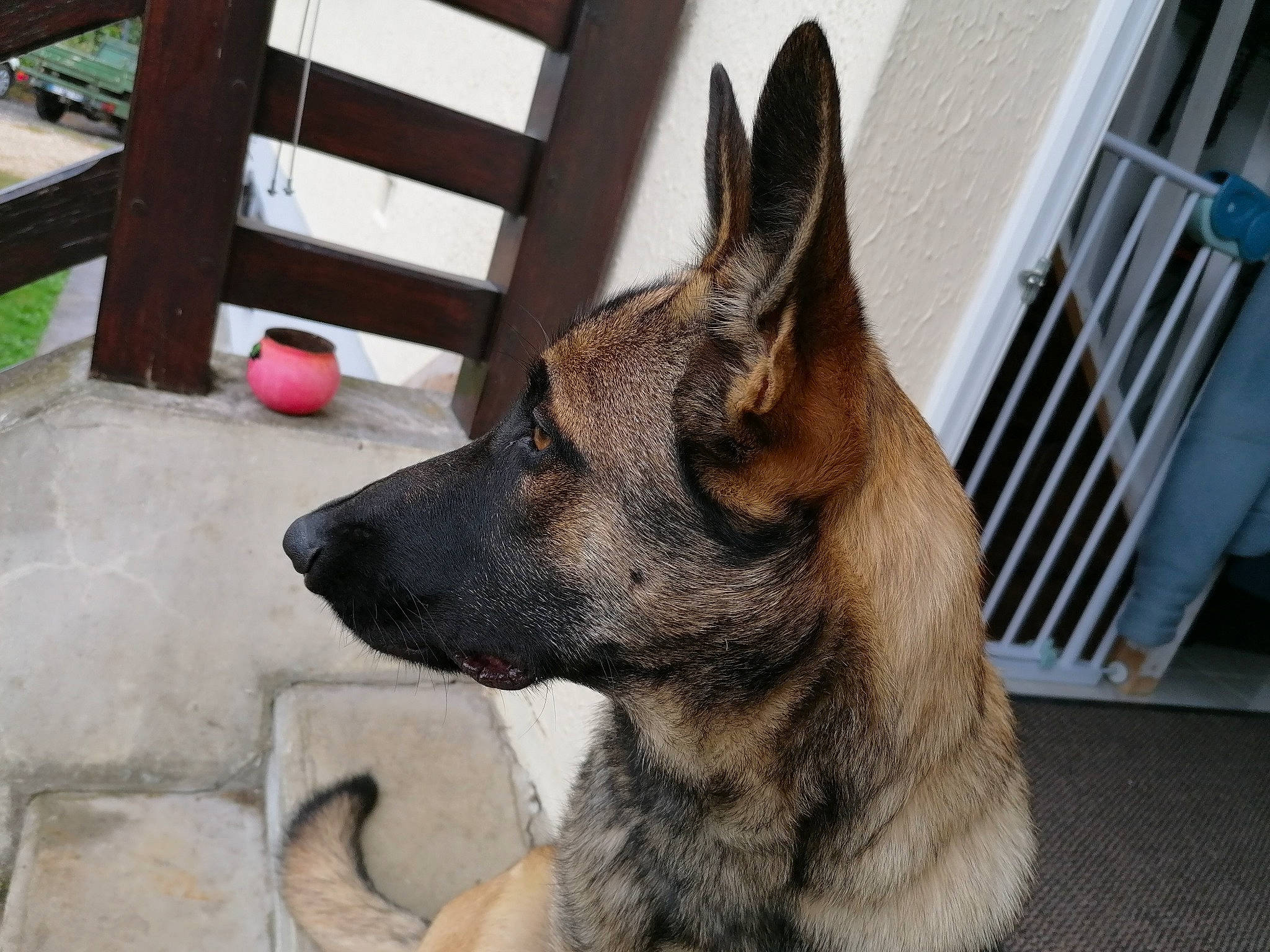 Maya participe au concours pour gagner de l'argent avec cette photo : belgian_shepherd, belgian_shepherd_malinois, canidae, carnivore, dog, dog_breed, dutch_shepherd_dog, fawn, formosan_mountain_dog, german_shepherd_dog, king_shepherd, kunming_wolfdog, laekenois, mammal, old_german_shepherd_dog, rare_breed_dog, snout, vertebrate, working_dog